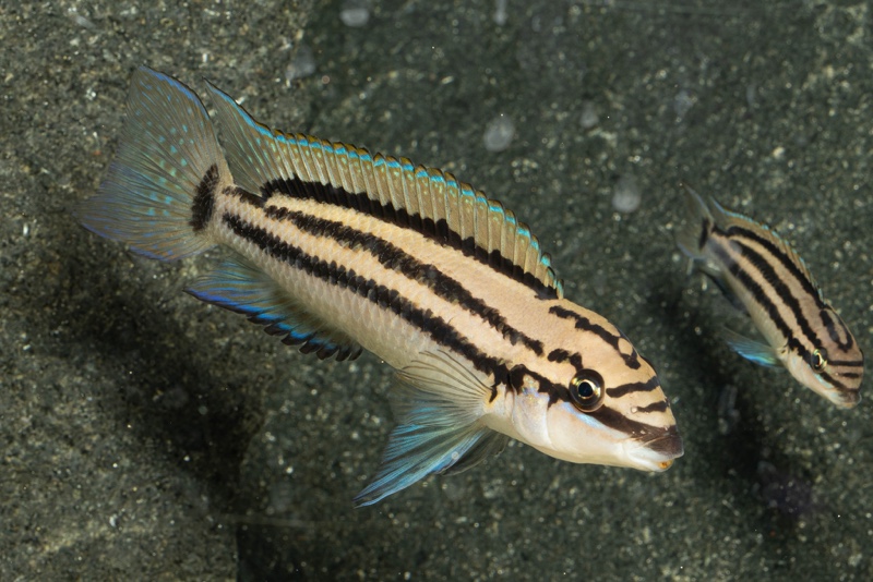 Chalinochromis popelini 'Cape Tembwe'